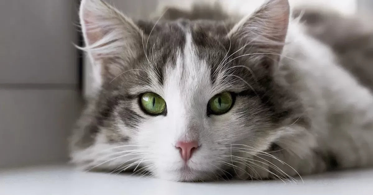 Understanding Blepharitis in Cats: Causes, Symptoms, and Treatment