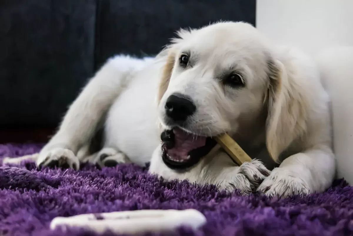 Why Do Dogs Like Bones