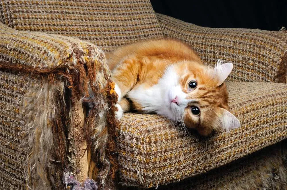 How To Keep Cats Off Furniture