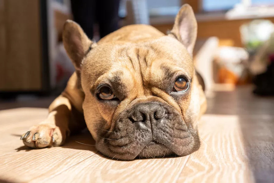 Summer Hot Spots in Dogs: Causes and Solutions