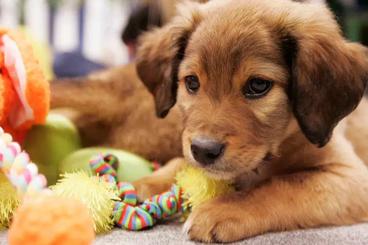 Why Do Dogs Like Squeaky Toys