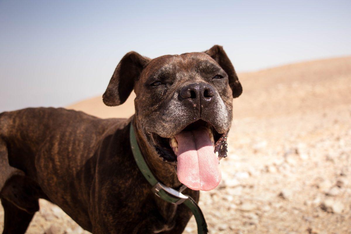 Can Dogs Get Sore Throats