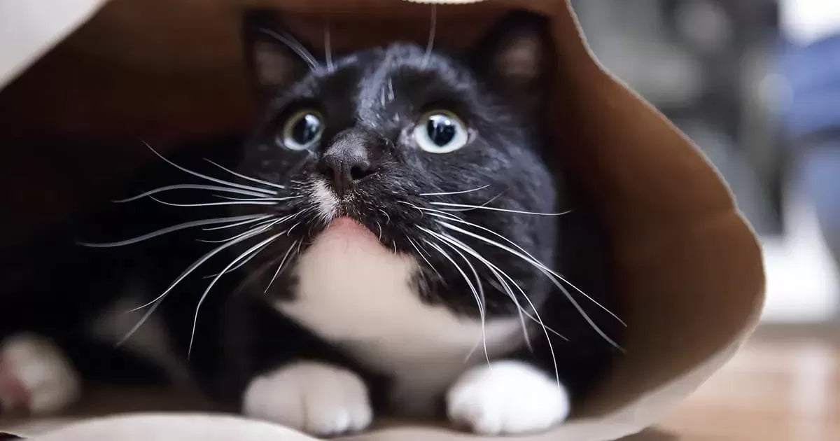 How Long Will a Cat Hide When Scared Outside? Understanding Feline Behavior and Health Implications