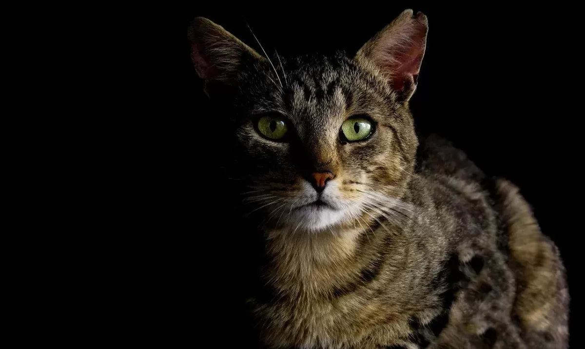 Are Cats Nocturnal? Understanding Feline Sleep Patterns and Behaviors
