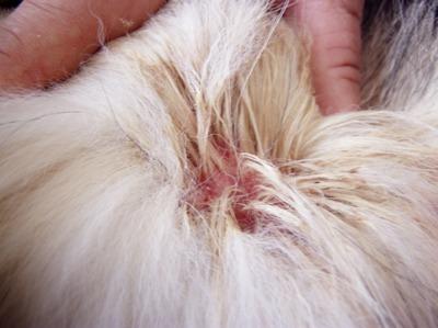 Hot Spots in Dogs with Long Hair: Why Coat Type Matters