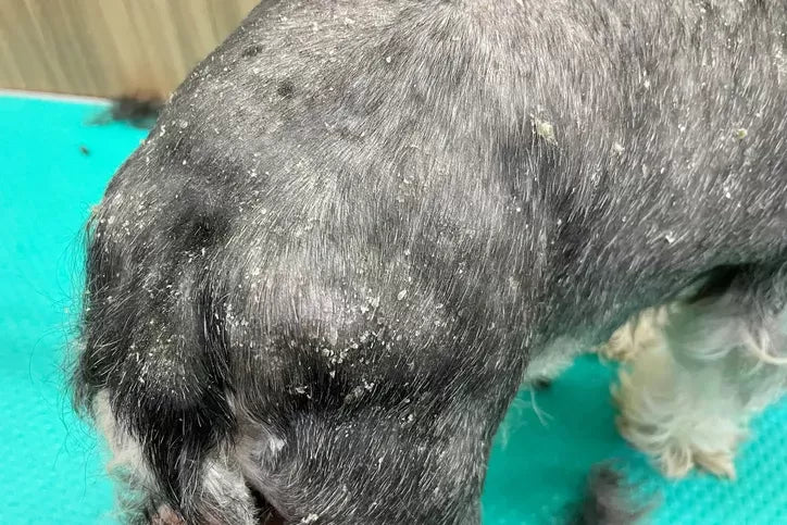 Dandruff on Dogs