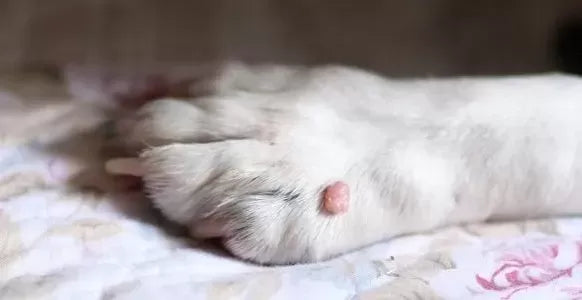 Cat Skin Tag: What You Need To Know