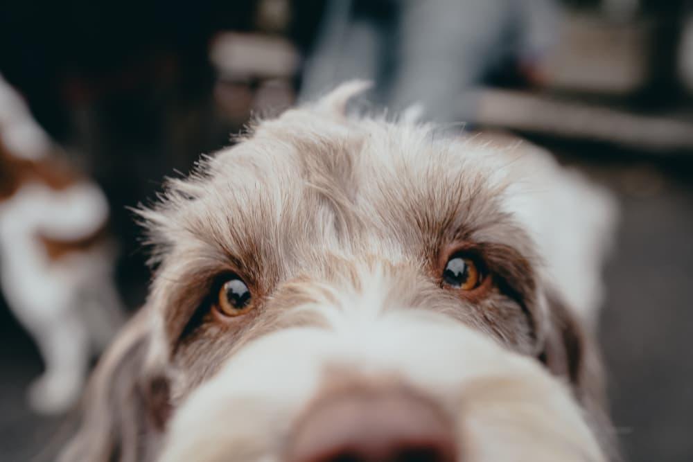 How to Treat Dog Nosebleed