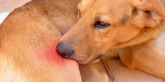 2025 Guide to Treating Dog Hot Spots Healing Stages