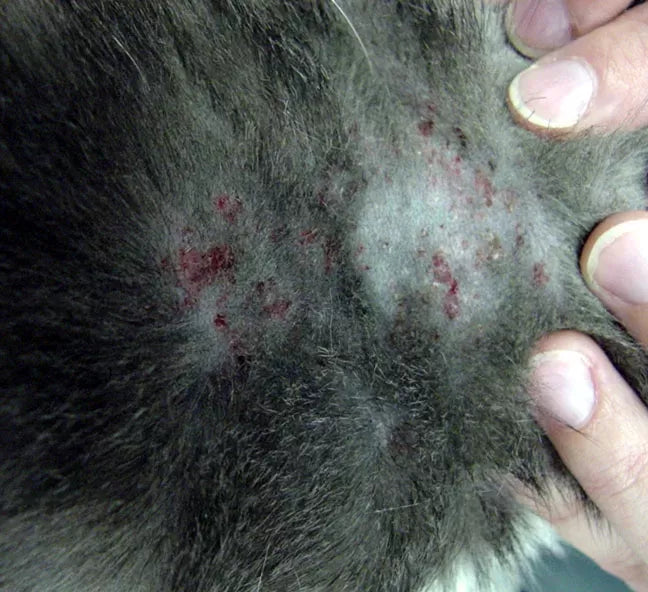 Understanding Feline Miliary Dermatitis: Causes, Treatment, and Risks
