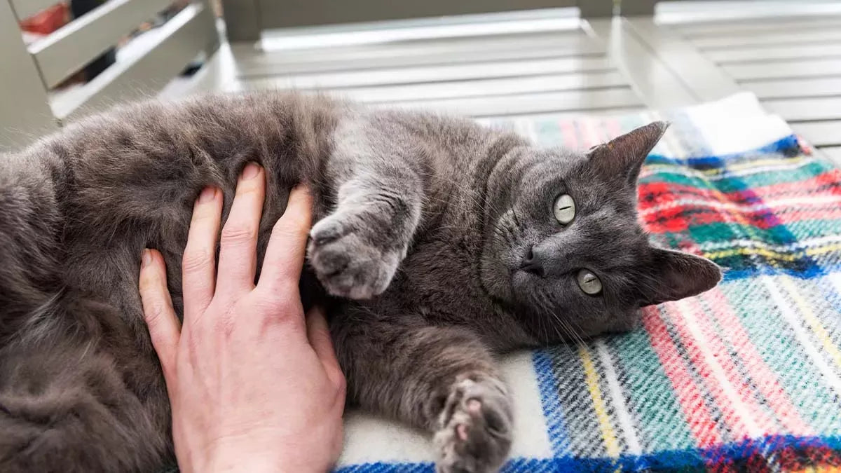 Do Cats Like Belly Rubs? Unveiling the Mystery Behind Feline Belly Exposure