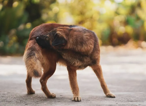 Home Remedy for Dog Itchy Bum