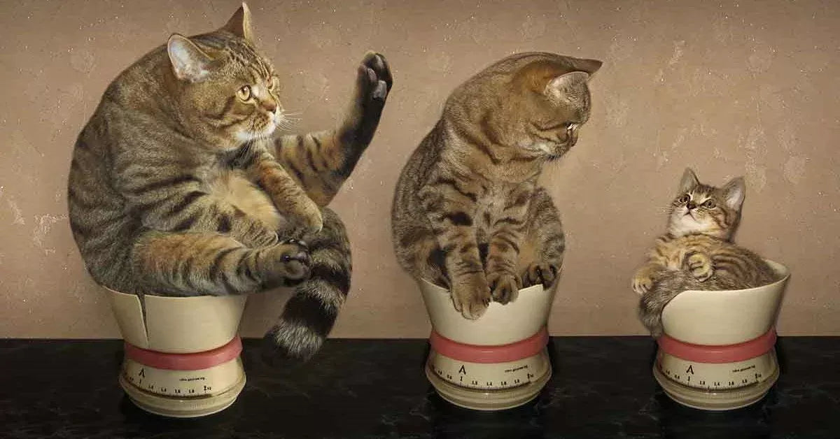 When Do Cats Stop Growing: Understanding Feline Growth and Development