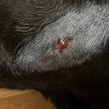Is The Red Spot on Dogs Hot Spot or Tumor? How to Tell the Difference