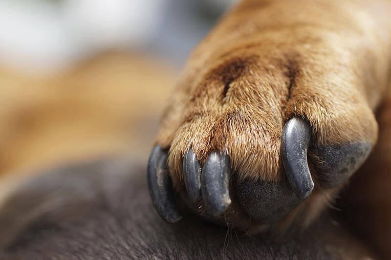 How Long Should Dog Nails Be