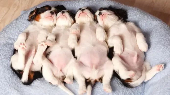 Do Dogs Have Umbilical Cords