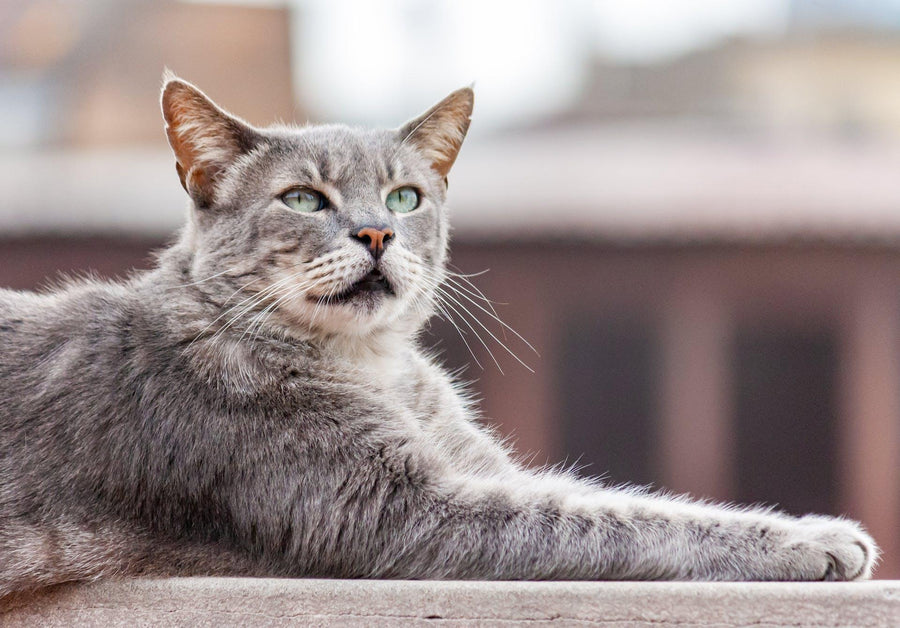 Allergy Awareness for Cats: Signs You Can’t Miss
