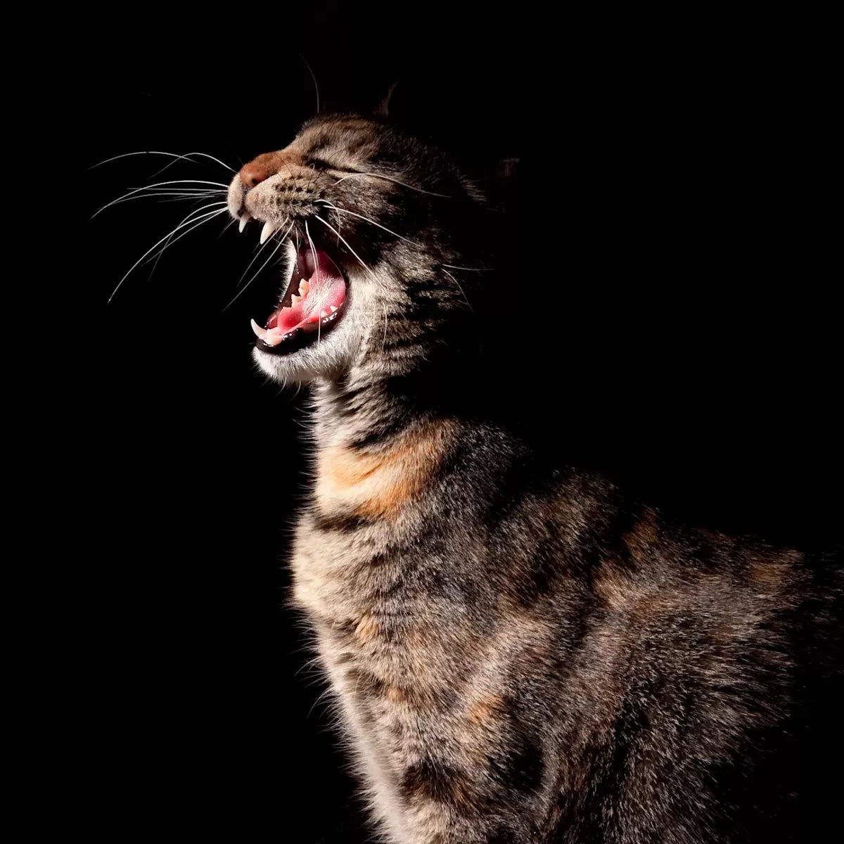 Cat Crying At Night​: Causes&Solutions