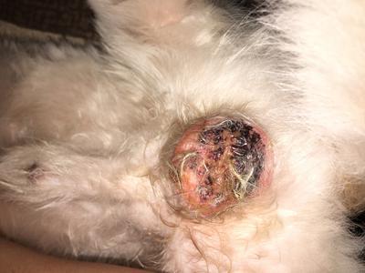 Orchitis in Dogs