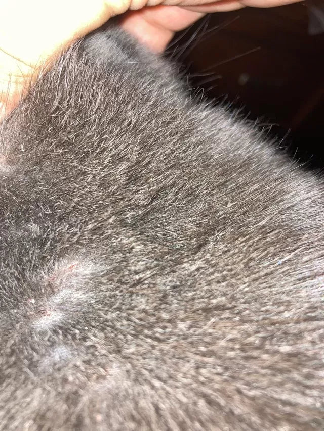 Cat Dry Skin Remedy