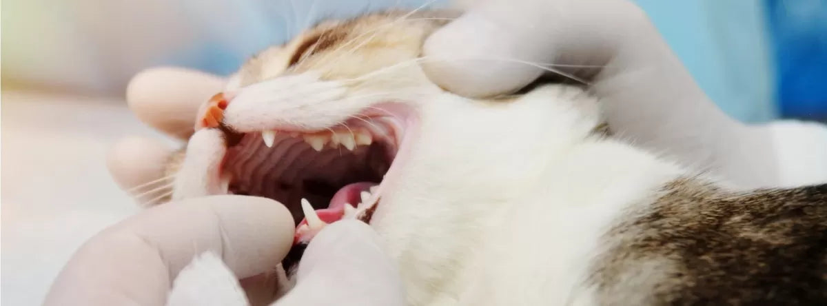 Feline Bleeding Gums