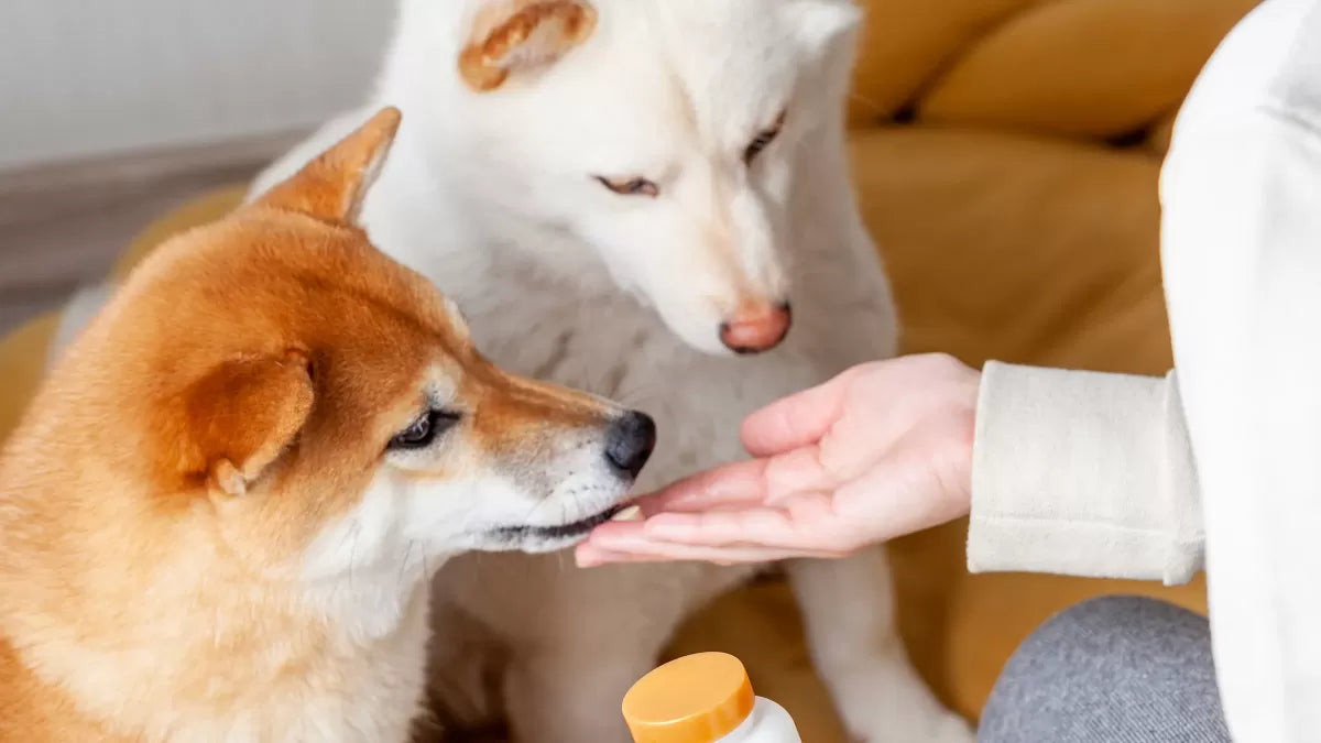 Can Dogs Take Human Probiotics