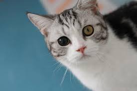 Temporary Anisocoria in Cats