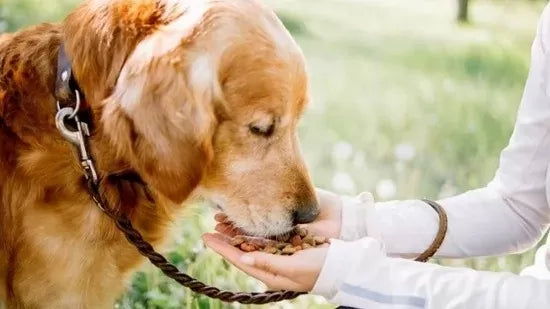 Can Dogs Eat Almonds