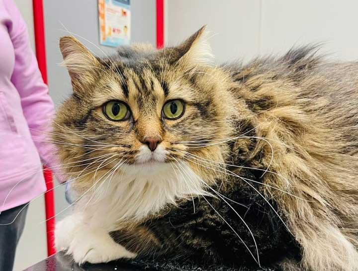Understanding Greasy Cat Fur: Causes&Remedies