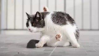 Cat Scooting: How to Stop It