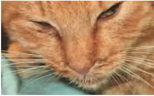 Pleuritis in Cats​