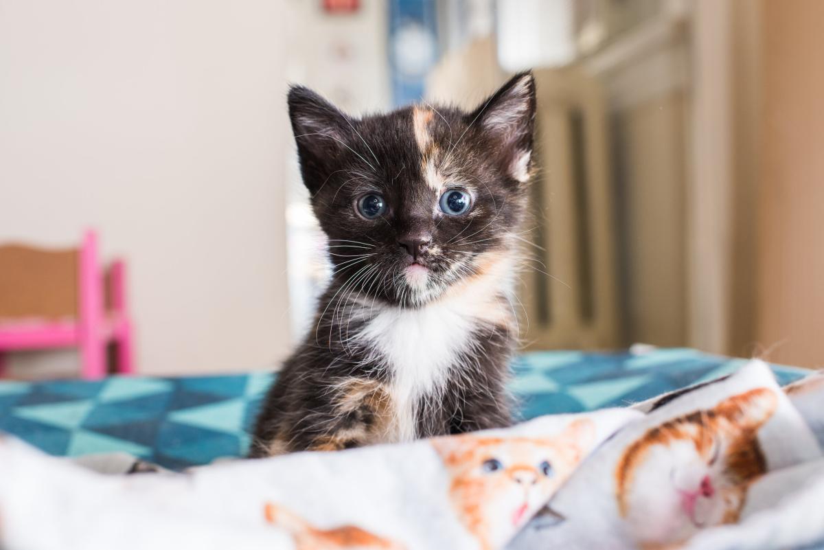 What to Do When You Take An Adopted Kitten Home