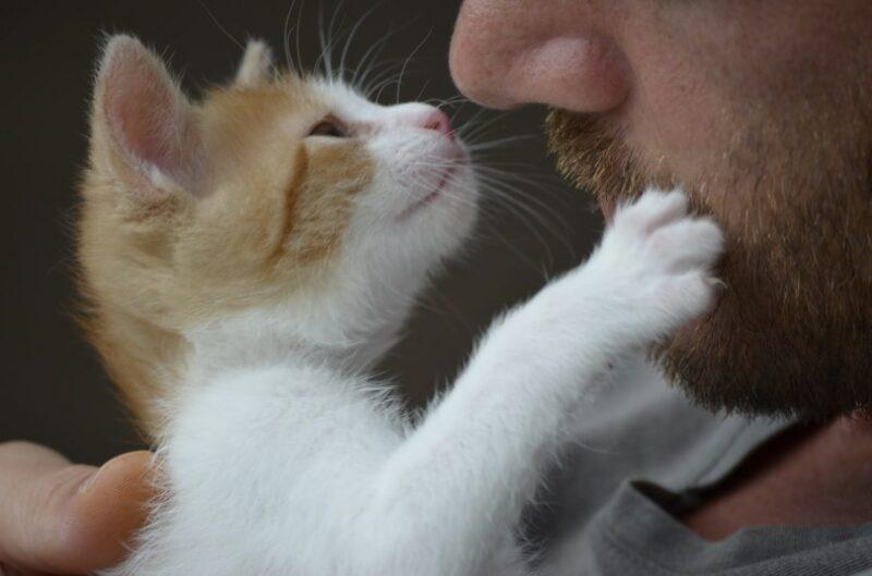 Do Cats Help with Anxiety