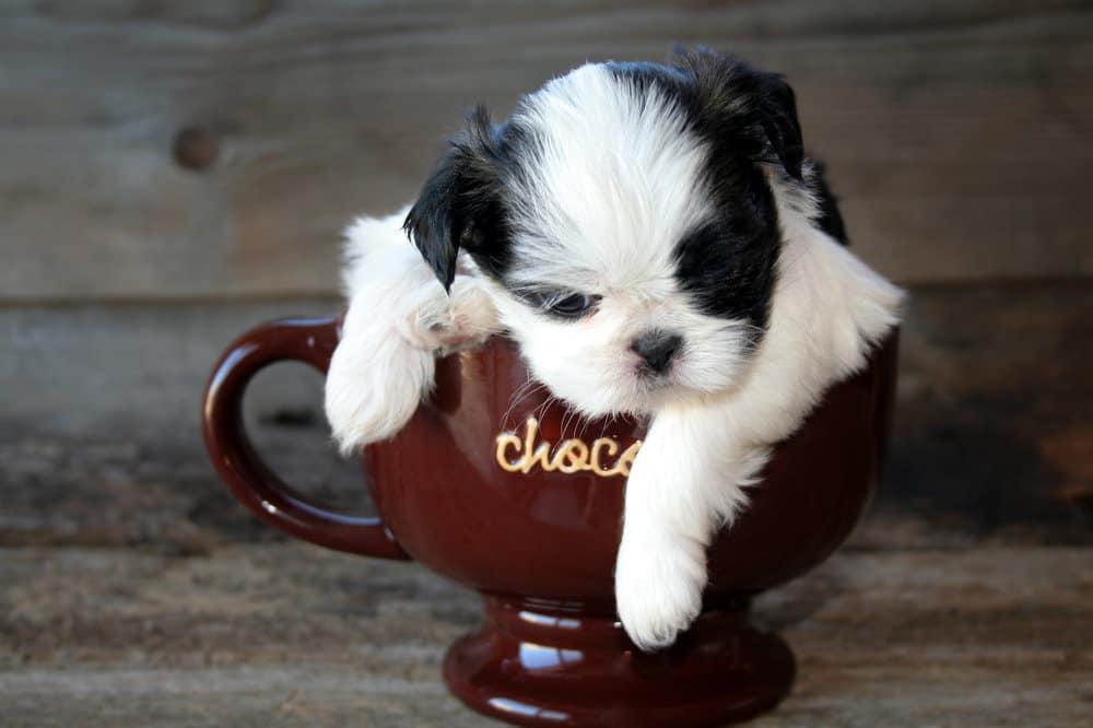 Kinds of Teacup Dogs​