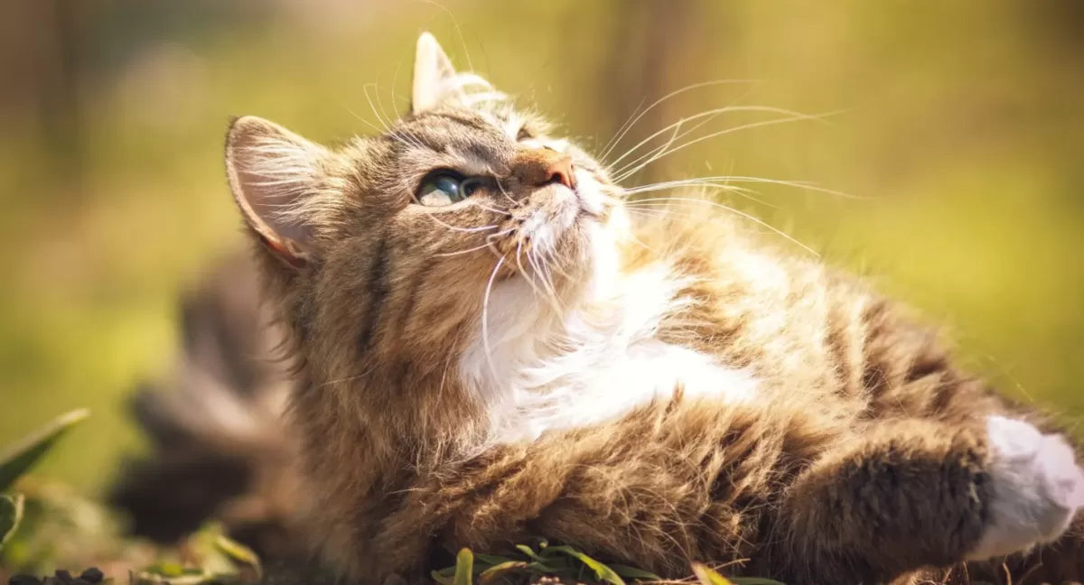Do Cats Lose Whiskers When Stressed