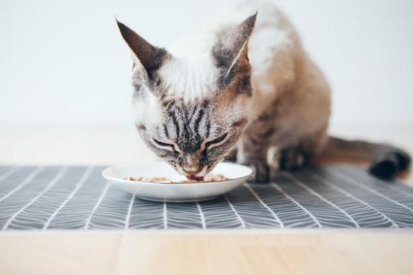 Is Bone Broth Good for Cats to Lose Weight