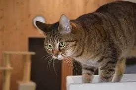 Valley Fever in Cats ( Coccidioidomycosis in Cats )
