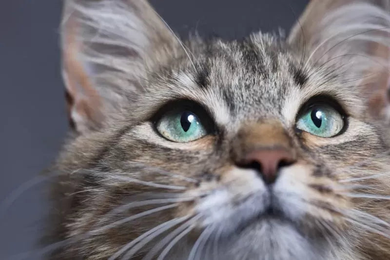 The Enchanting World of Cat Eye Colors