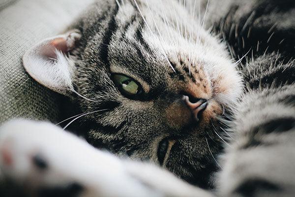 Cat Gifting