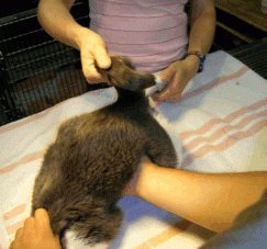 Cat Blocked Bladder Survival Rate