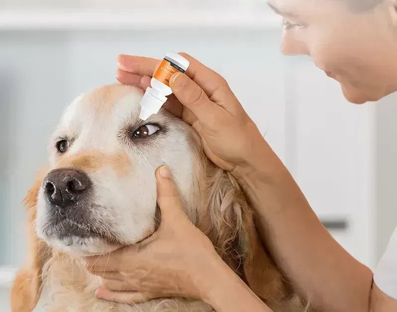 2024 The Best Allergy Eye Drops for Dogs