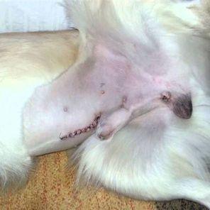 Cryptorchidism in Dogs​