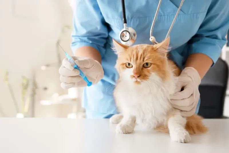 The Guide to Cat Vaccination Schedules