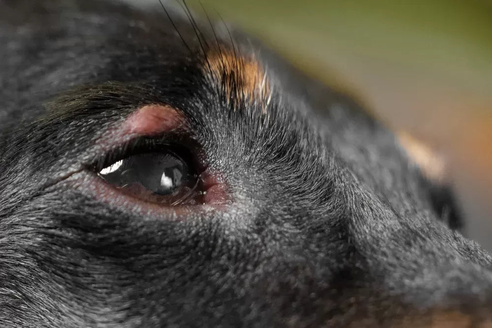 Can Dogs Get Styes