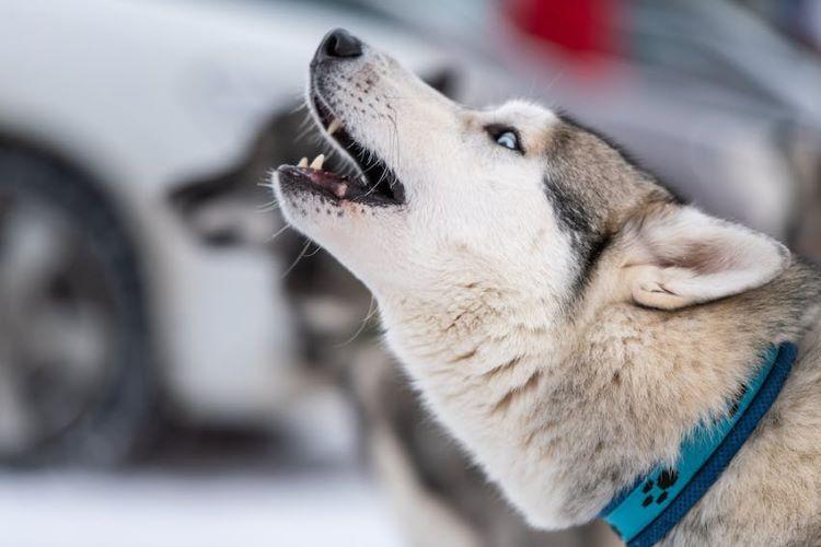 Why Do Dogs Howl at Sirens