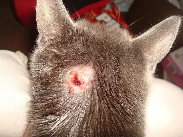 How to Treat a Cat's Wound
