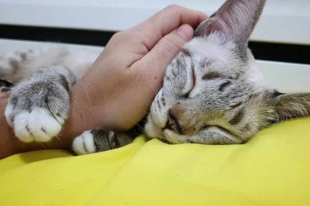 Understanding Why My Cat is Suddenly Clingy