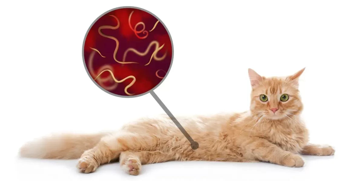 Roundworms in Cats: Signs, Causes and Treatment