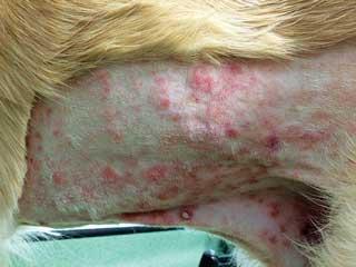 Canine Skin Lymphoma​