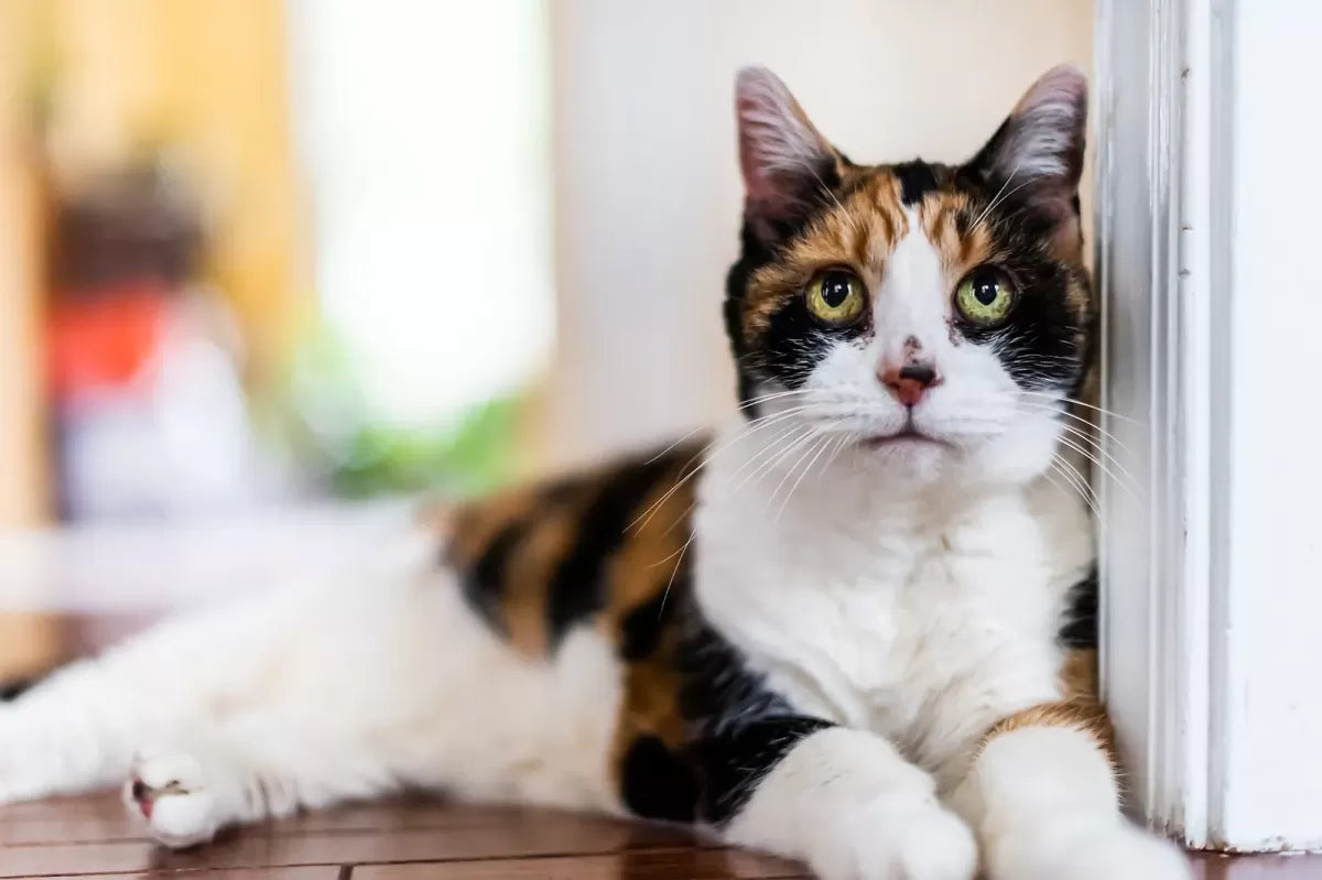 How Long Do Calico Cats Live